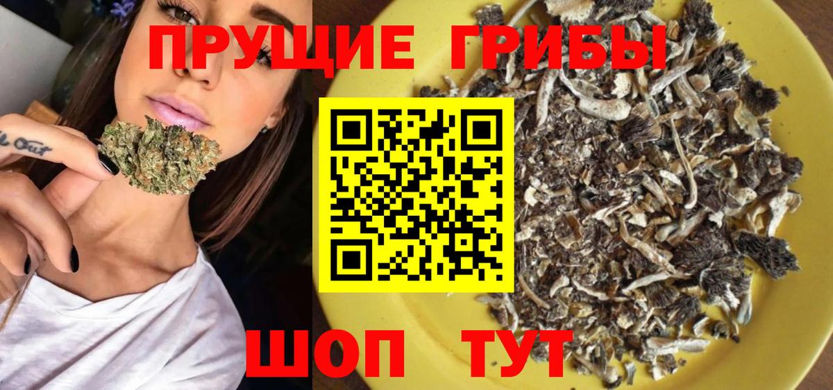 Псилоцибиновые грибы Psilocybe  Вход с VPN  Ессентуки  Галлюциногенные грибы GOLDEN TEACHER 